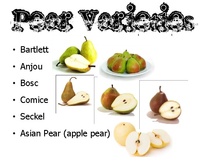  • Bartlett • Anjou • Bosc • Comice • Seckel • Asian Pear