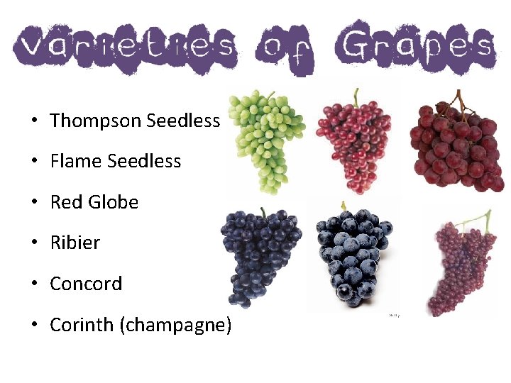  • Thompson Seedless • Flame Seedless • Red Globe • Ribier • Concord