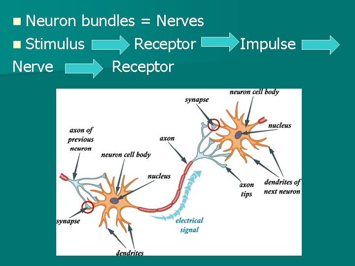 n Neuron bundles = Nerves n Stimulus Receptor Nerve Receptor Impulse 