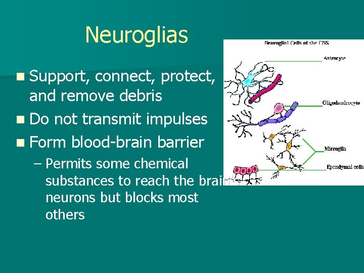 Neuroglias n Support, connect, protect, and remove debris n Do not transmit impulses n