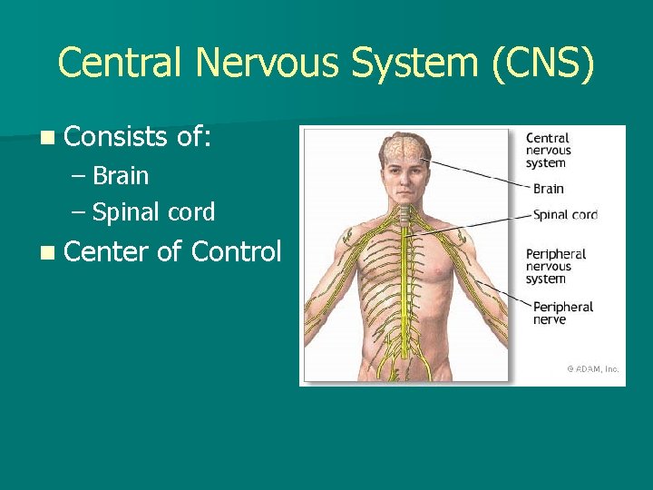 Central Nervous System (CNS) n Consists of: – Brain – Spinal cord n Center