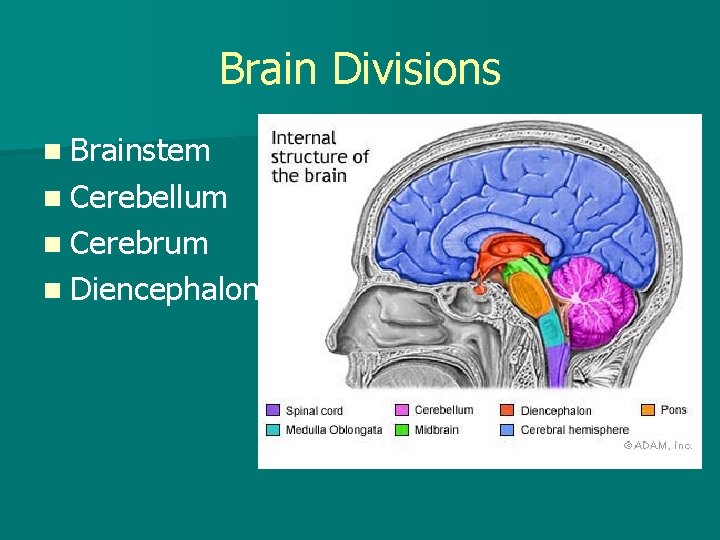 Brain Divisions n Brainstem n Cerebellum n Cerebrum n Diencephalon 