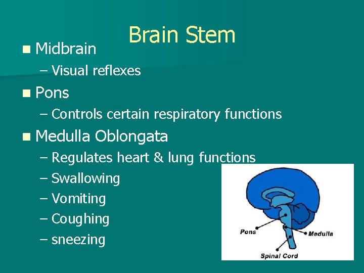 n Midbrain Brain Stem – Visual reflexes n Pons – Controls certain respiratory functions