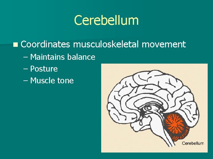 Cerebellum n Coordinates musculoskeletal movement – Maintains balance – Posture – Muscle tone 