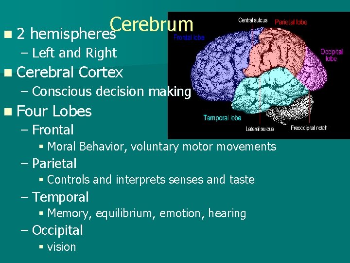 Cerebrum n 2 hemispheres – Left and Right n Cerebral Cortex – Conscious decision