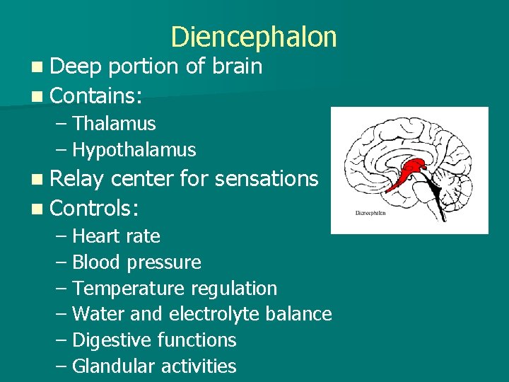 n Deep Diencephalon portion of brain n Contains: – Thalamus – Hypothalamus n Relay