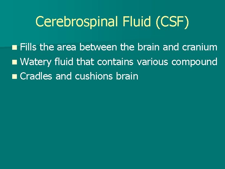 Cerebrospinal Fluid (CSF) n Fills the area between the brain and cranium n Watery