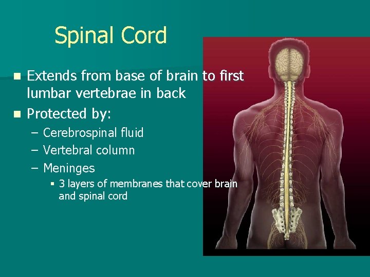 Spinal Cord Extends from base of brain to first lumbar vertebrae in back n