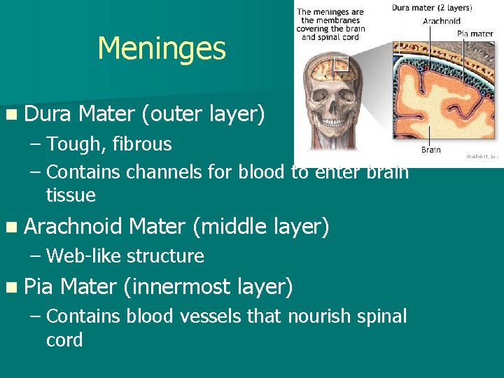 Meninges n Dura Mater (outer layer) – Tough, fibrous – Contains channels for blood