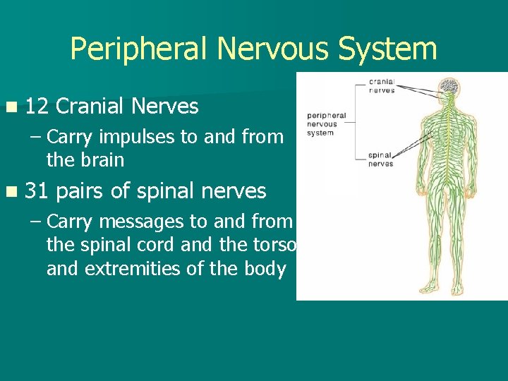 Peripheral Nervous System n 12 Cranial Nerves – Carry impulses to and from the