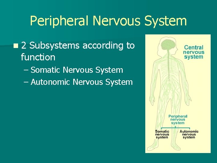 Peripheral Nervous System n 2 Subsystems according to function – Somatic Nervous System –