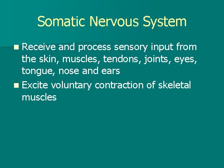 Somatic Nervous System n Receive and process sensory input from the skin, muscles, tendons,