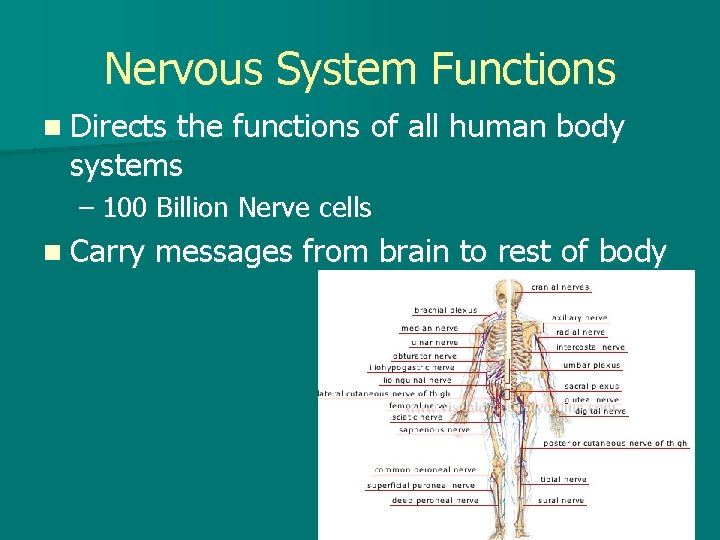 Nervous System Functions n Directs the functions of all human body systems – 100