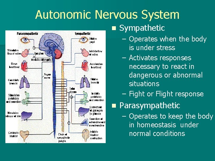 Autonomic Nervous System n Sympathetic – Operates when the body is under stress –