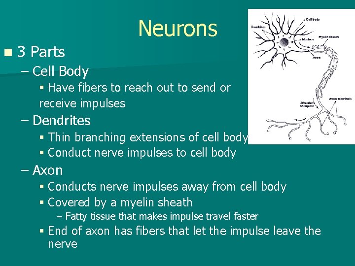Neurons n 3 Parts – Cell Body § Have fibers to reach out to