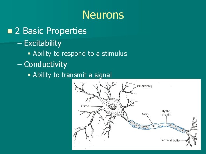 Neurons n 2 Basic Properties – Excitability § Ability to respond to a stimulus