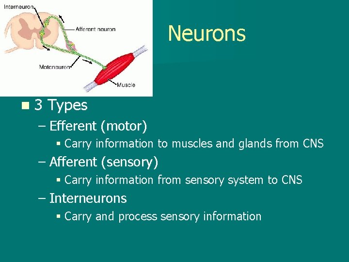 Neurons n 3 Types – Efferent (motor) § Carry information to muscles and glands