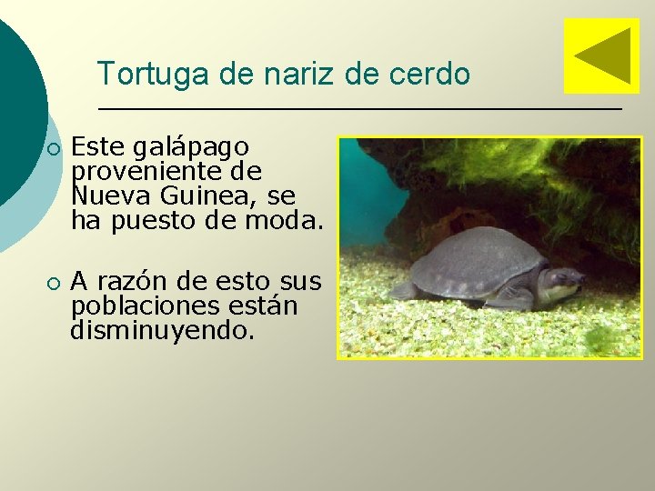 Tortuga de nariz de cerdo ¡ ¡ Este galápago proveniente de Nueva Guinea, se