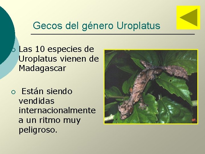 Gecos del género Uroplatus ¡ ¡ Las 10 especies de Uroplatus vienen de Madagascar