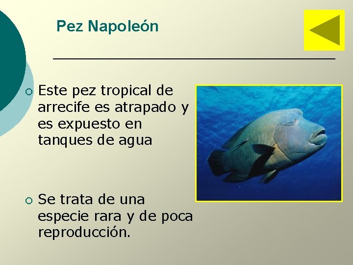 Pez Napoleón ¡ ¡ Este pez tropical de arrecife es atrapado y es expuesto