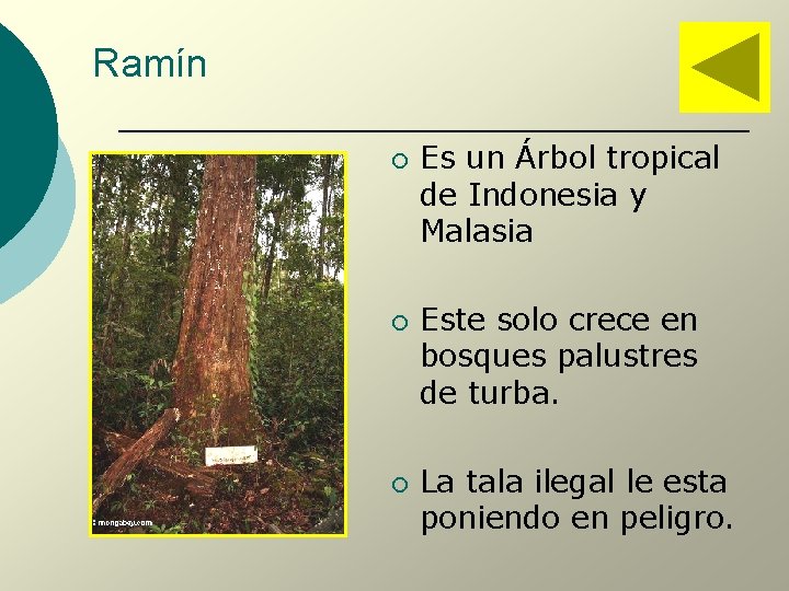 Ramín ¡ ¡ ¡ Es un Árbol tropical de Indonesia y Malasia Este solo