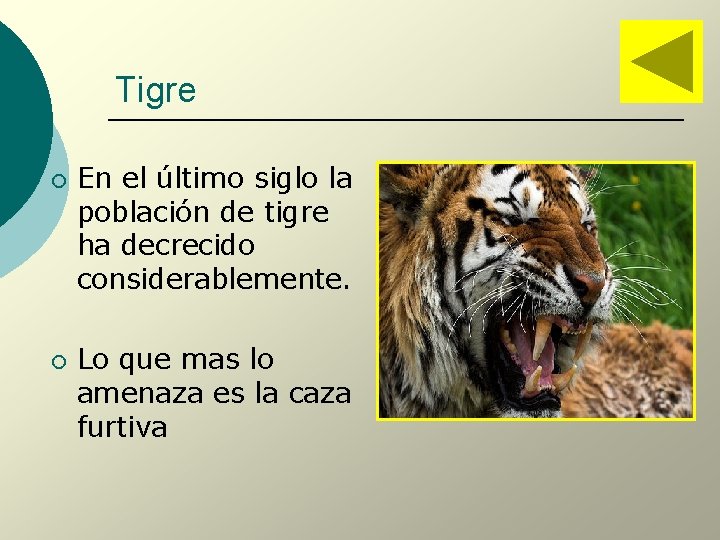 Tigre ¡ ¡ En el último siglo la población de tigre ha decrecido considerablemente.