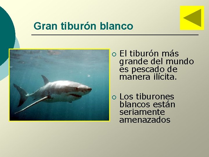 Gran tiburón blanco ¡ ¡ El tiburón más grande del mundo es pescado de