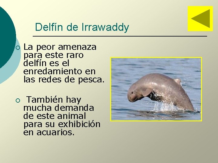 Delfín de Irrawaddy ¡ ¡ La peor amenaza para este raro delfín es el