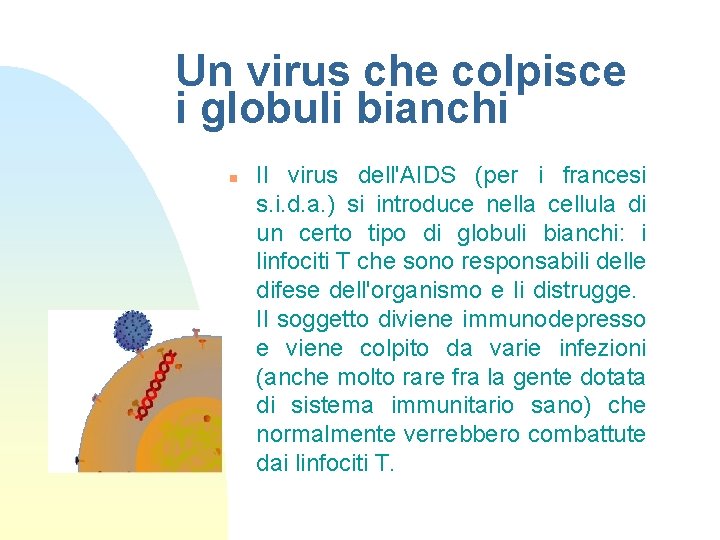 Un virus che colpisce i globuli bianchi n Il virus dell'AIDS (per i francesi