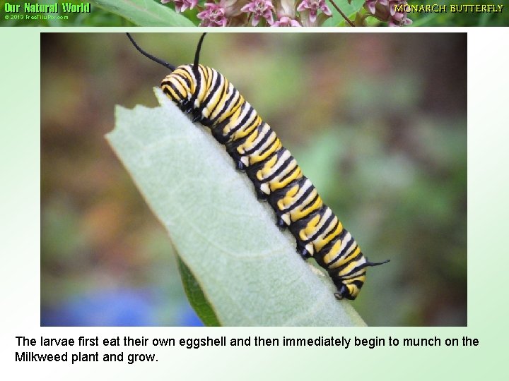 Our Natural World © 2013 Free. Tiiu. Pix. com MONARCH BUTTERFLY The larvae first