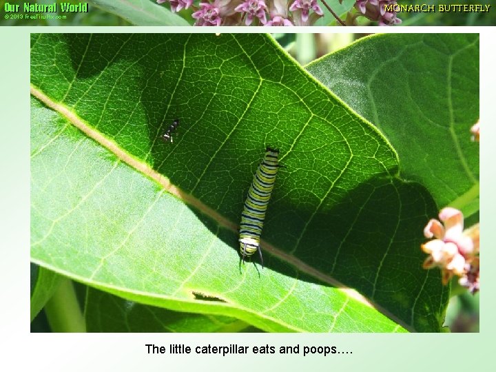 Our Natural World MONARCH BUTTERFLY © 2013 Free. Tiiu. Pix. com The little caterpillar