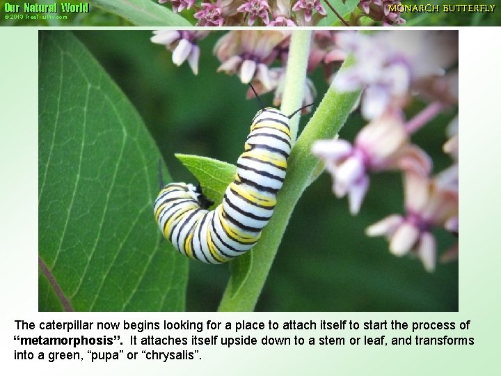 Our Natural World © 2013 Free. Tiiu. Pix. com MONARCH BUTTERFLY The caterpillar now