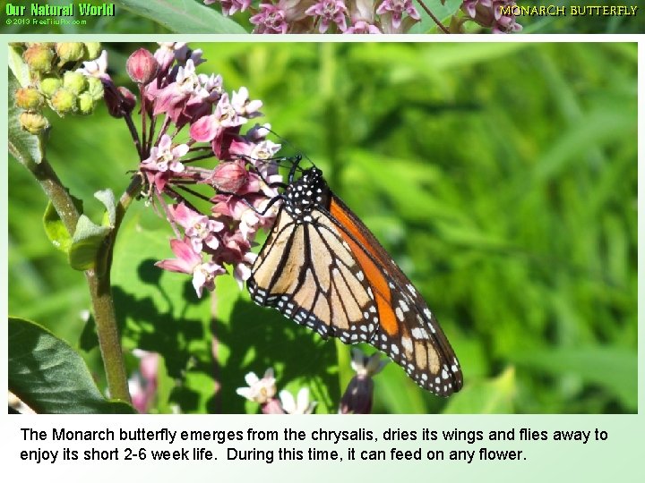 Our Natural World © 2013 Free. Tiiu. Pix. com MONARCH BUTTERFLY The Monarch butterfly