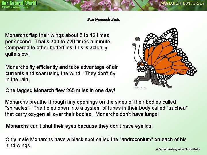 Our Natural World MONARCH BUTTERFLY © 2013 Free. Tiiu. Pix. com Fun Monarch Facts