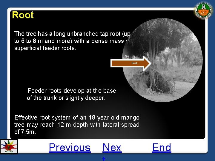 Root § The tree has a long unbranched tap root (up to 6 to