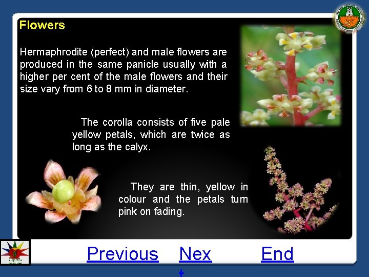 Flowers Hermaphrodite (perfect) and male flowers are produced in the same panicle usually with