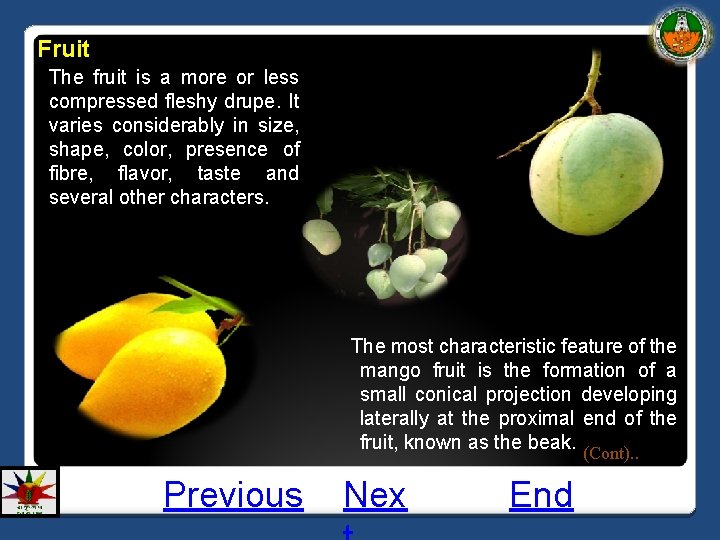 Fruit The fruit is a more or less compressed fleshy drupe. It varies considerably