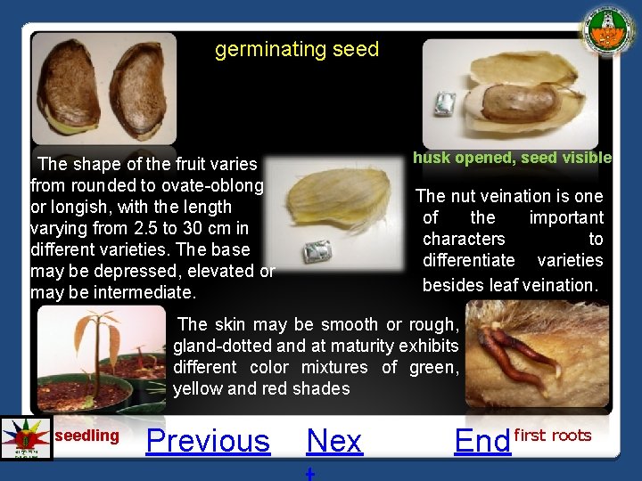 germinating seed husk opened, seed visible The shape of the fruit varies from rounded