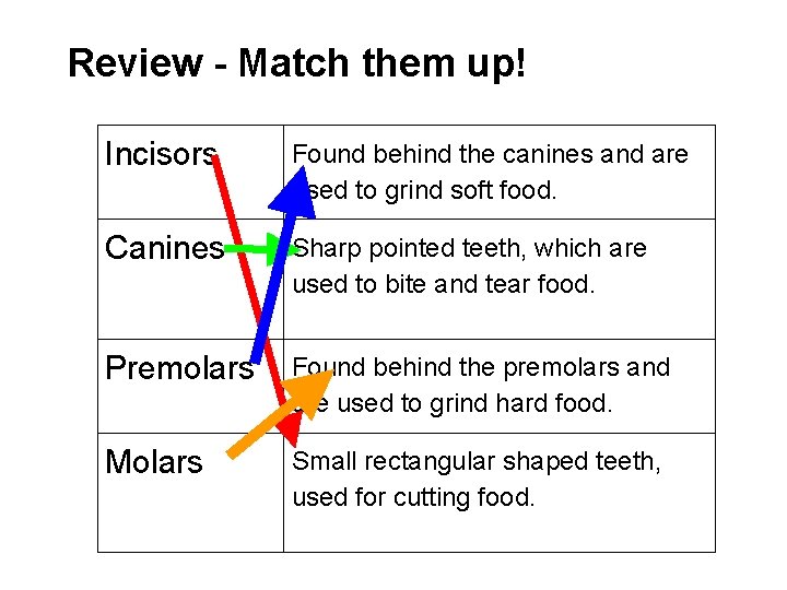 Review - Match them up! Incisors Found behind the canines and are used to