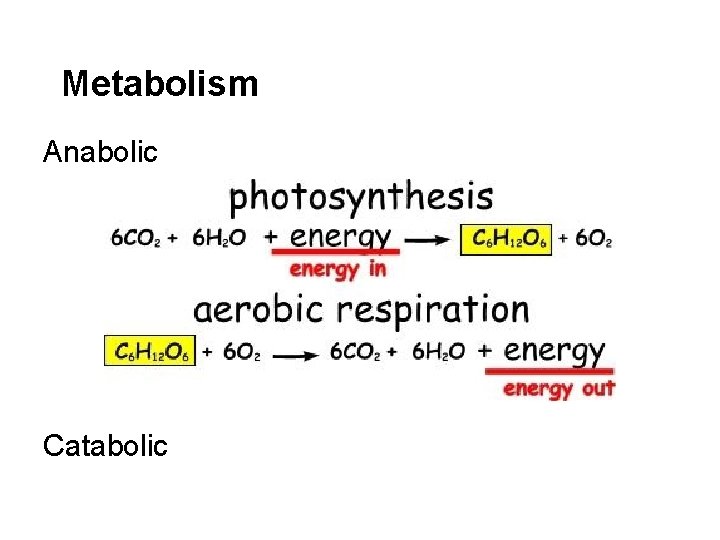 Metabolism Anabolic Catabolic 