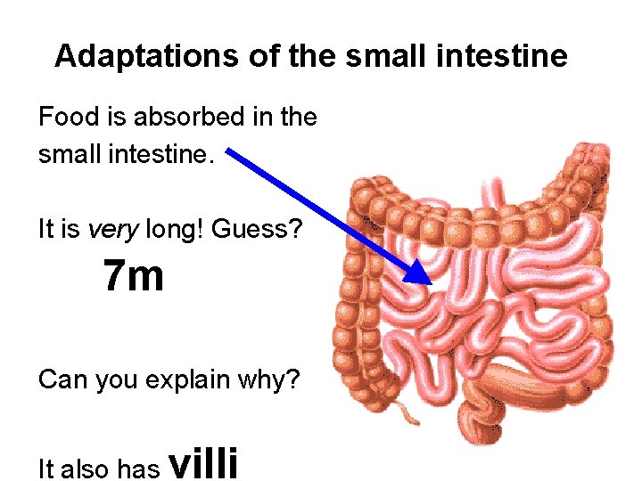 Adaptations of the small intestine Food is absorbed in the small intestine. It is