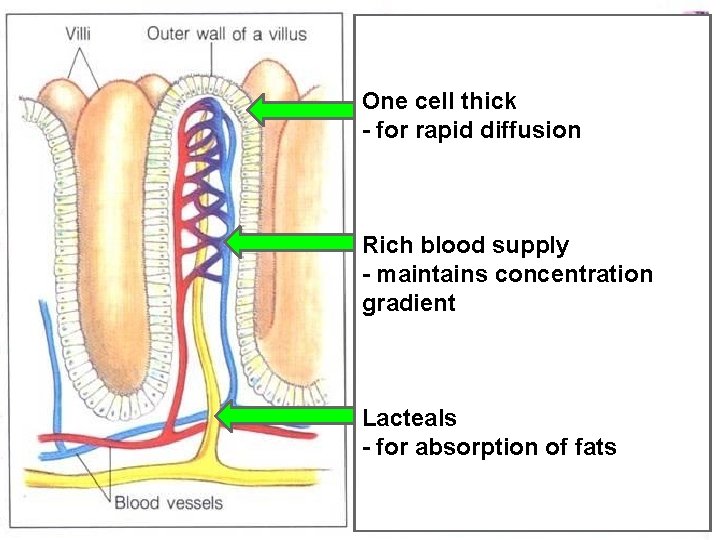One cell thick - for rapid diffusion Rich blood supply - maintains concentration gradient