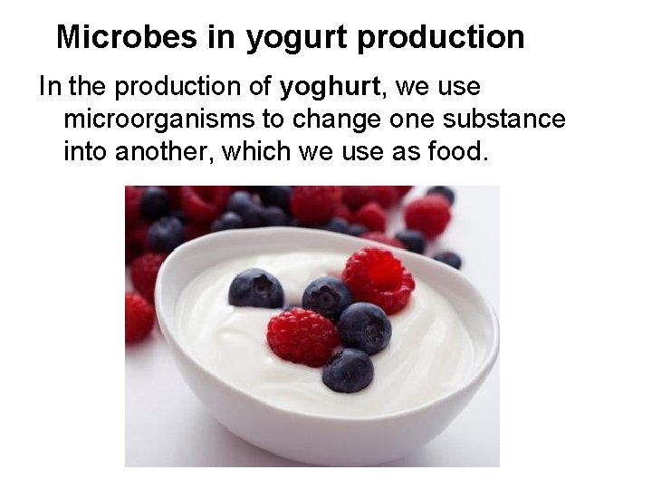 Microbes in yogurt production In the production of yoghurt, we use microorganisms to change