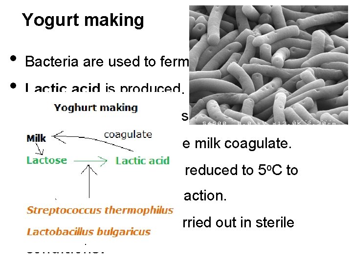 Yogurt making • • • Bacteria are used to ferment milk at 46 o.