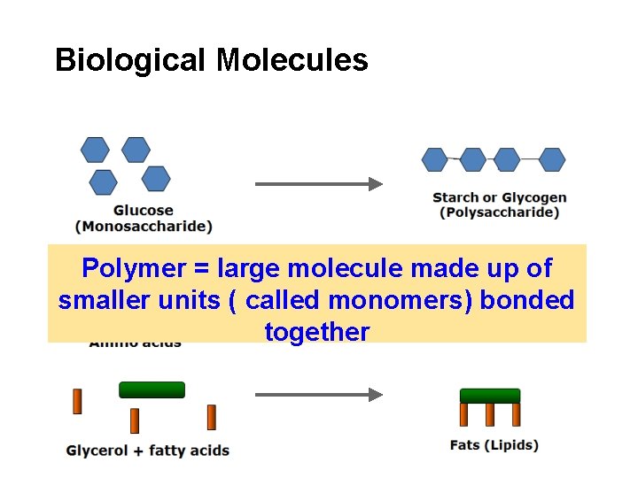 Biological Molecules Polymer = large molecule made up of smaller units ( called monomers)