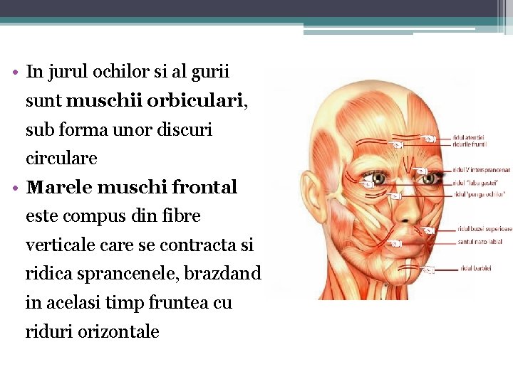  • In jurul ochilor si al gurii sunt muschii orbiculari, sub forma unor