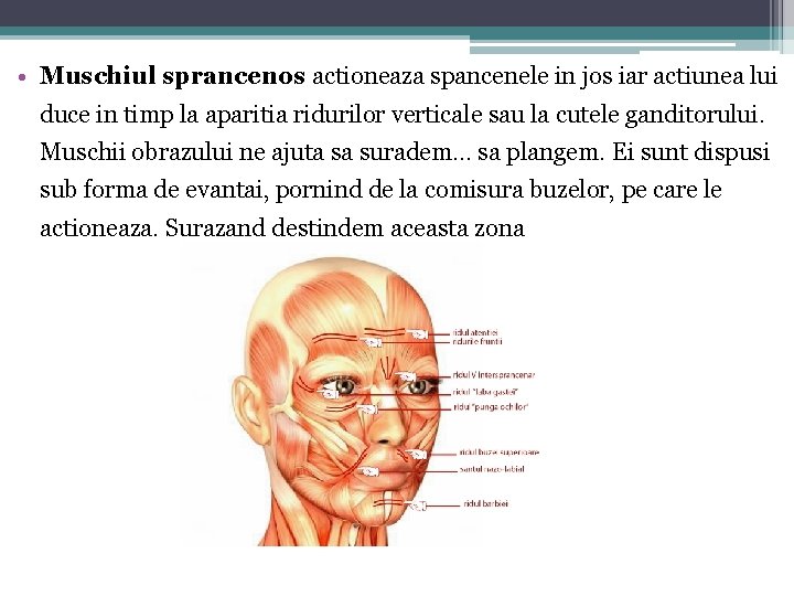  • Muschiul sprancenos actioneaza spancenele in jos iar actiunea lui duce in timp