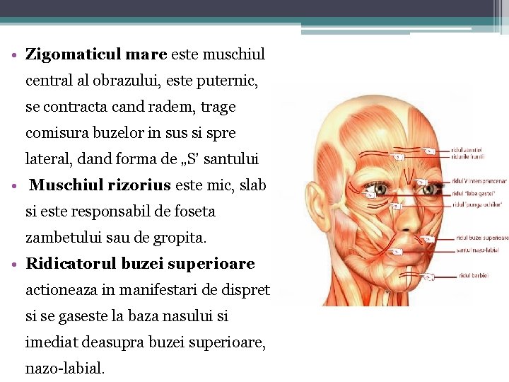  • Zigomaticul mare este muschiul central al obrazului, este puternic, se contracta cand