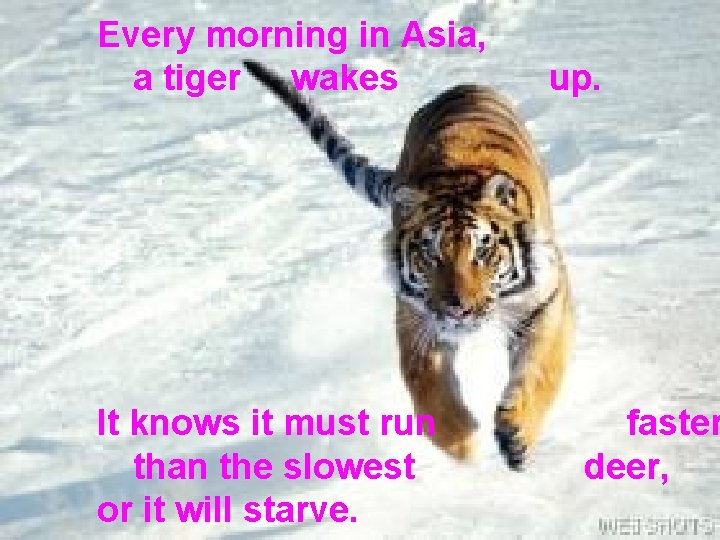Every morning in Asia, a tiger wakes It knows it must run than the
