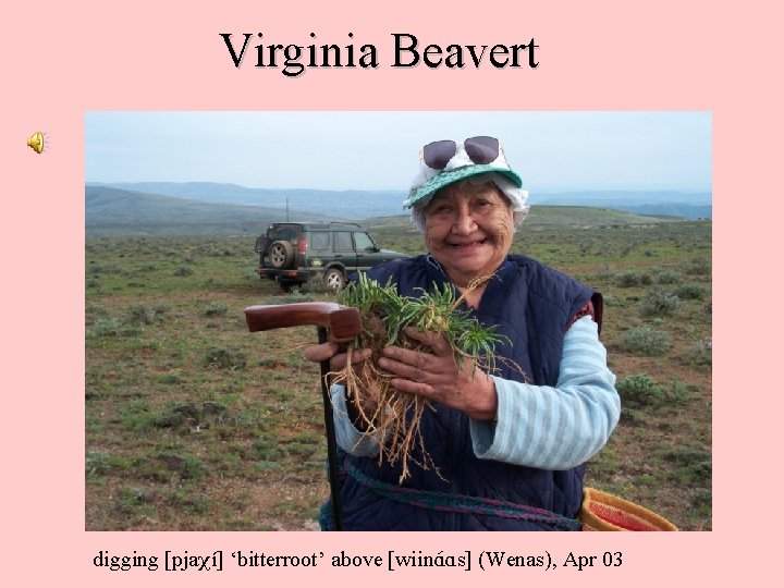 Virginia Beavert digging [pja í] ‘bitterroot’ above [wiin. A As] (Wenas), Apr 03 